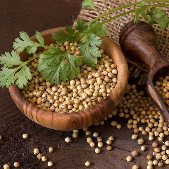 Coriander seeds with fresh leaves