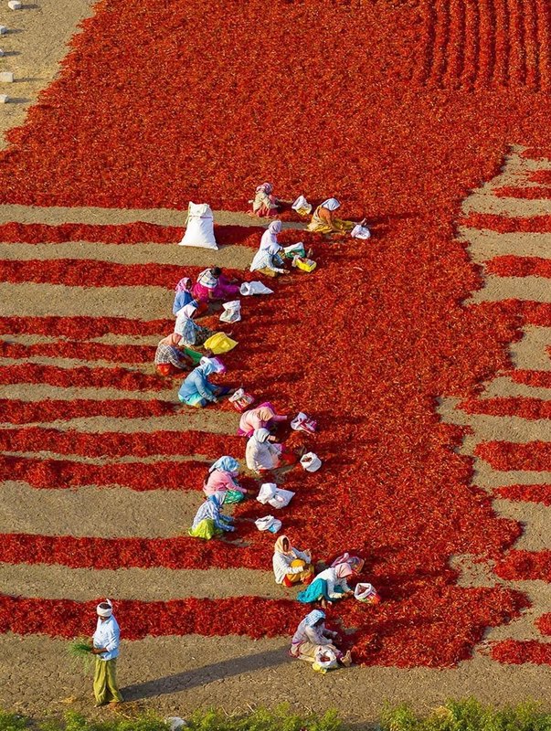 Chillies drying in the sun